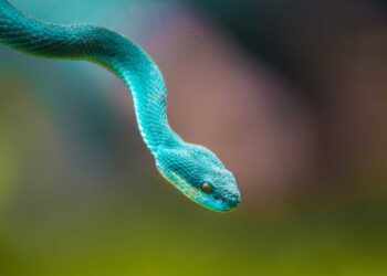 Os 26 animais mais perigosos do planeta