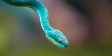 Os 26 animais mais perigosos do planeta