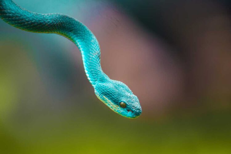 Os 26 animais mais perigosos do planeta para os humanos Os 26 animais mais perigosos do planeta