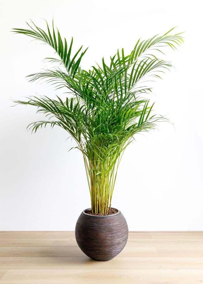 Palmeira Areca