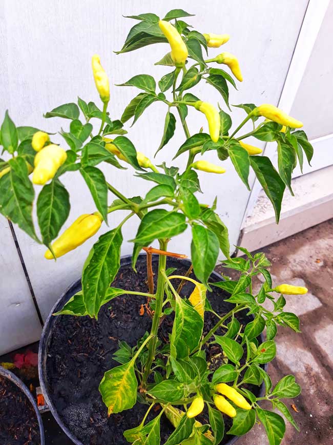 As melhores plantas que melhoram a energia do seu lar Pimenta
