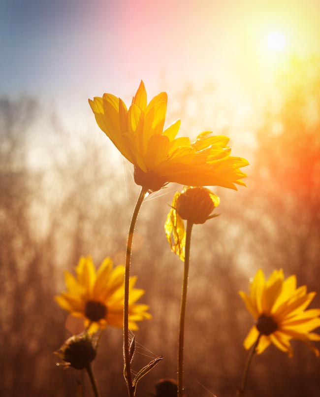 Faça isto para as plantas fazerem mais flores Planta ao sol