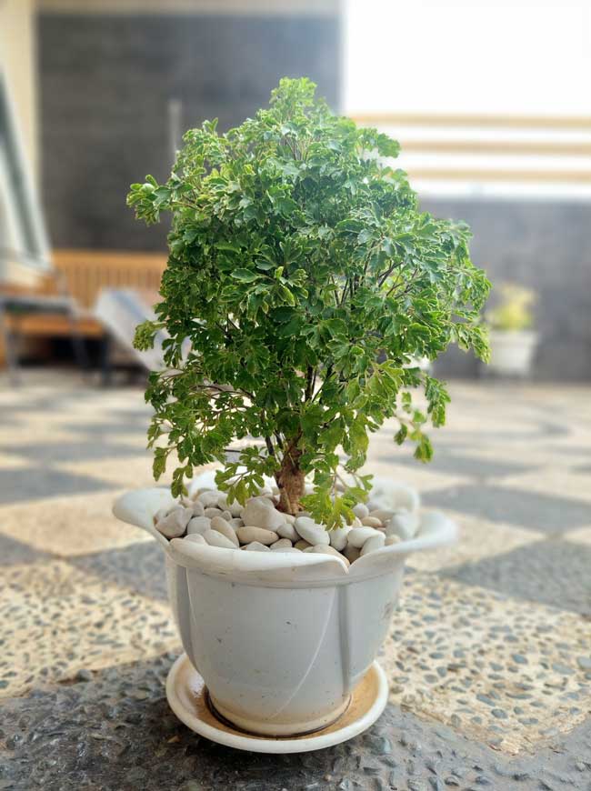 As melhores plantas que melhoram a energia do seu lar Polyscias-fruticosa