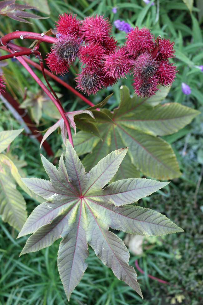 RICINUS COMMUNIS