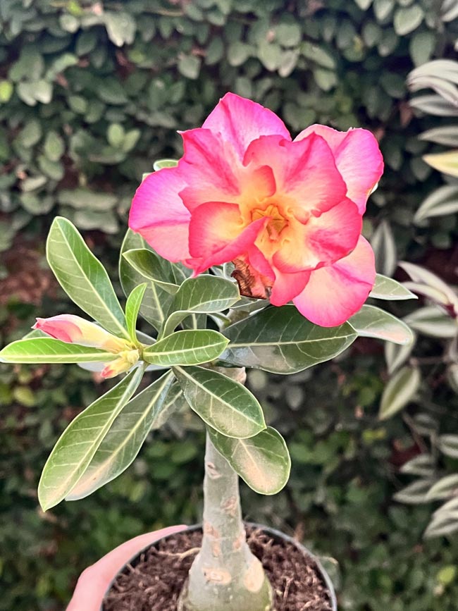 Rosa do deserto
