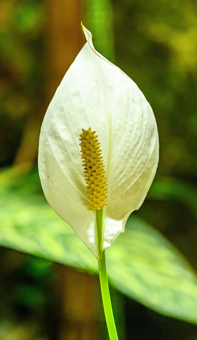9 plantas de interior que não necessitam de luz direta Spathiphyllum wallisii