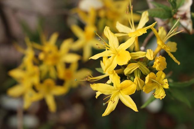 Transforme o seu lar num oásis perfumado com esta seleção especial de 12 plantas aromáticas.