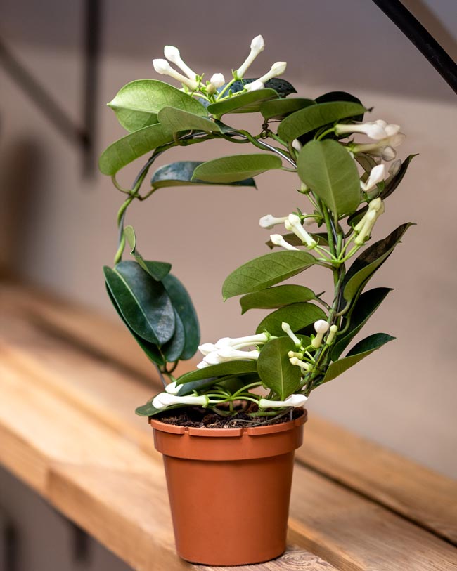 Stephanotis