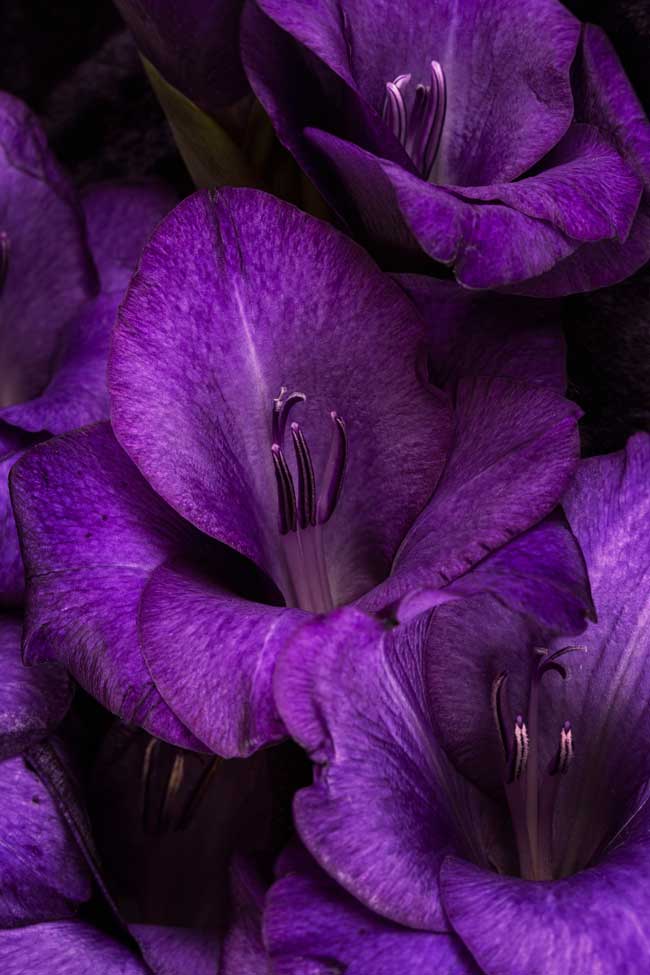 Violeta