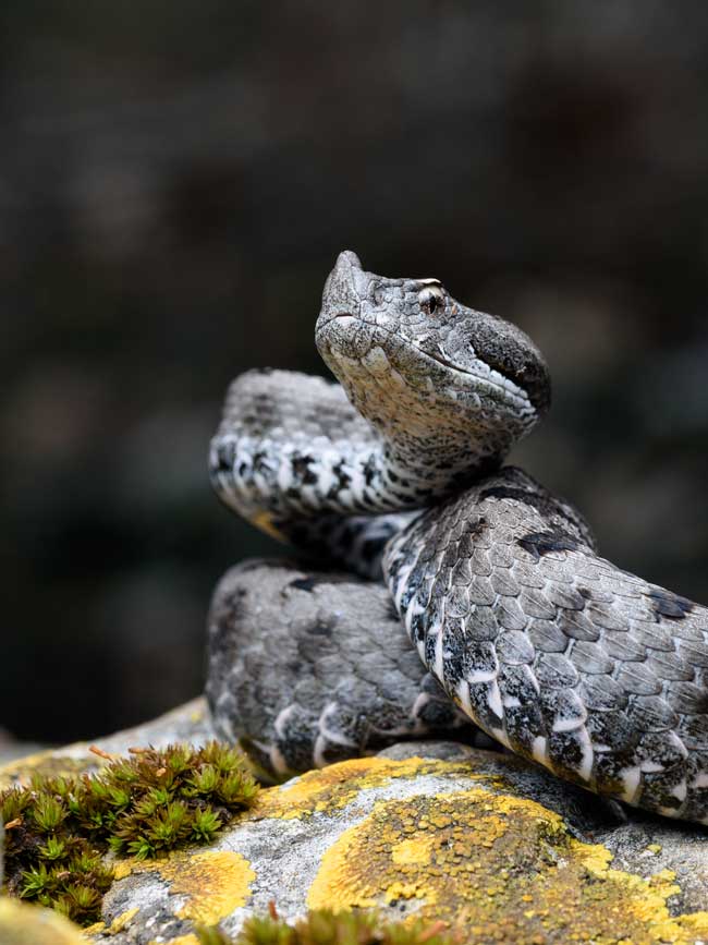 Vipera latastei