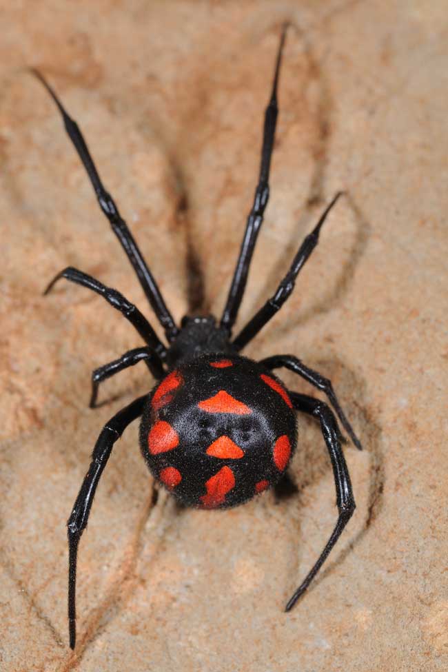 Viúva-negra-mediterrânica