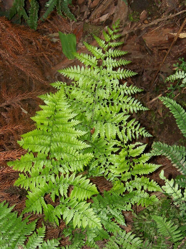 9 plantas de interior que não necessitam de luz direta Fetos