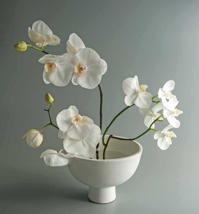 orquídeas vaso