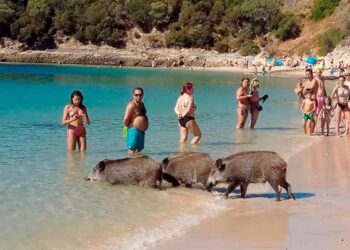 A Praia da Arrábida eleita a melhor da Europa onde javalis vão a banhos