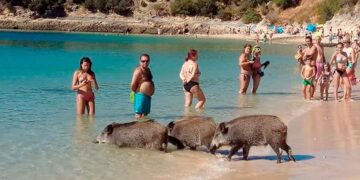 A Praia da Arrábida eleita a melhor da Europa onde javalis vão a banhos