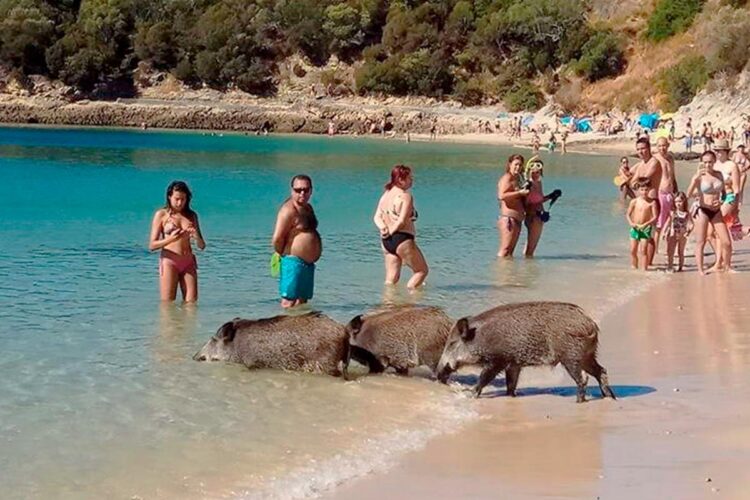 A Praia da Arrábida eleita a melhor da Europa onde javalis vão a banhos