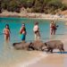 A Praia da Arrábida eleita a melhor da Europa onde javalis vão a banhos A Praia da Arrábida eleita a melhor da Europa onde javalis vão a banhos