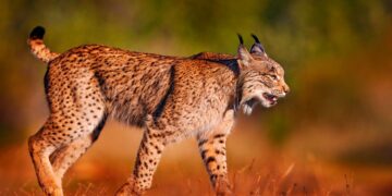 Os desafios enfrentados por estas espécies icónicas, desde o lobo-ibérico até ao abutre-preto. espécies mais ameaçadas