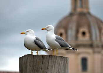 Uma visão sobre o comportamento das gaivotas e como devemos interagir com elas.