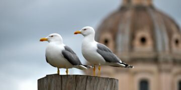 Uma visão sobre o comportamento das gaivotas e como devemos interagir com elas.