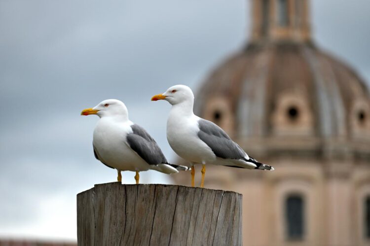 As gaivotas são inteligentes e não criminosas, dizem os cientistas Uma visão sobre o comportamento das gaivotas e como devemos interagir com elas.