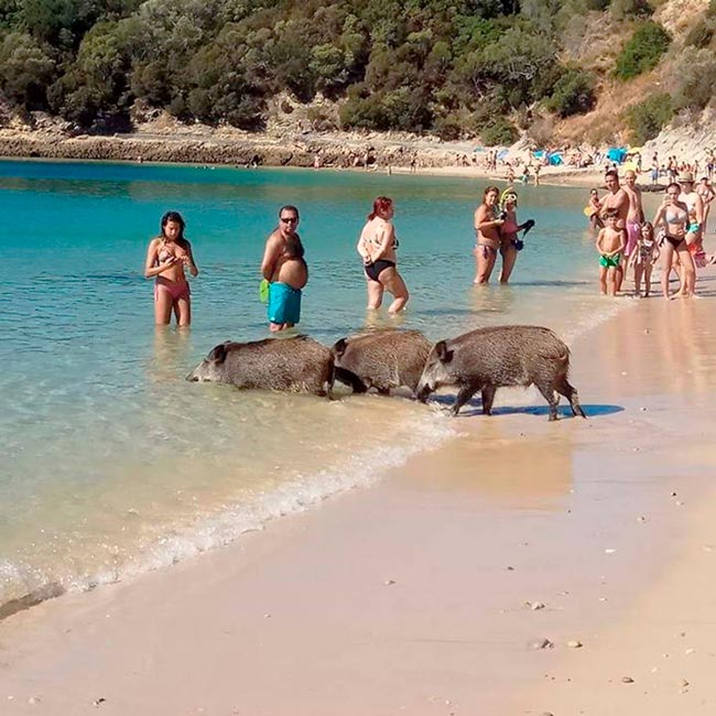 Javalis na Praia da Arrábida, Setúbal
