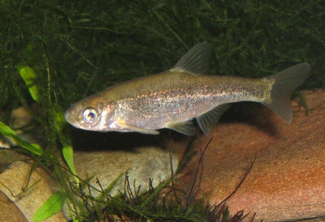 Os desafios enfrentados por estas espécies icónicas, desde o lobo-ibérico até ao abutre-preto. espécies mais ameaçadas