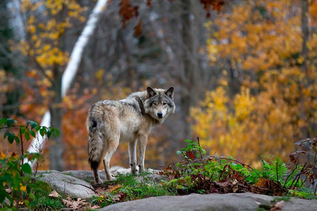 Os desafios enfrentados por estas espécies icónicas, desde o lobo-ibérico até ao abutre-preto. espécies mais ameaçadas