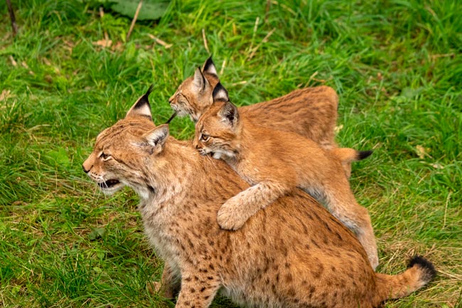 Os desafios enfrentados por estas espécies icónicas, desde o lobo-ibérico até ao abutre-preto. espécies mais ameaçadas