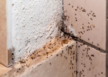 10 dicas para se livrar das formigas em casa