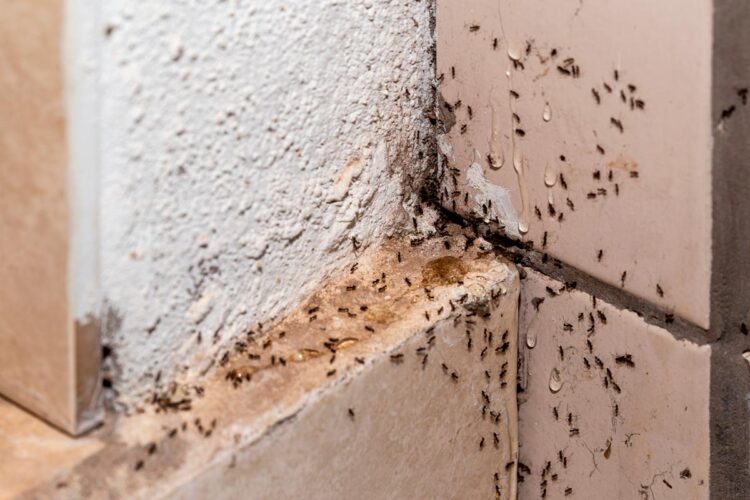 10 dicas para se livrar das formigas em casa