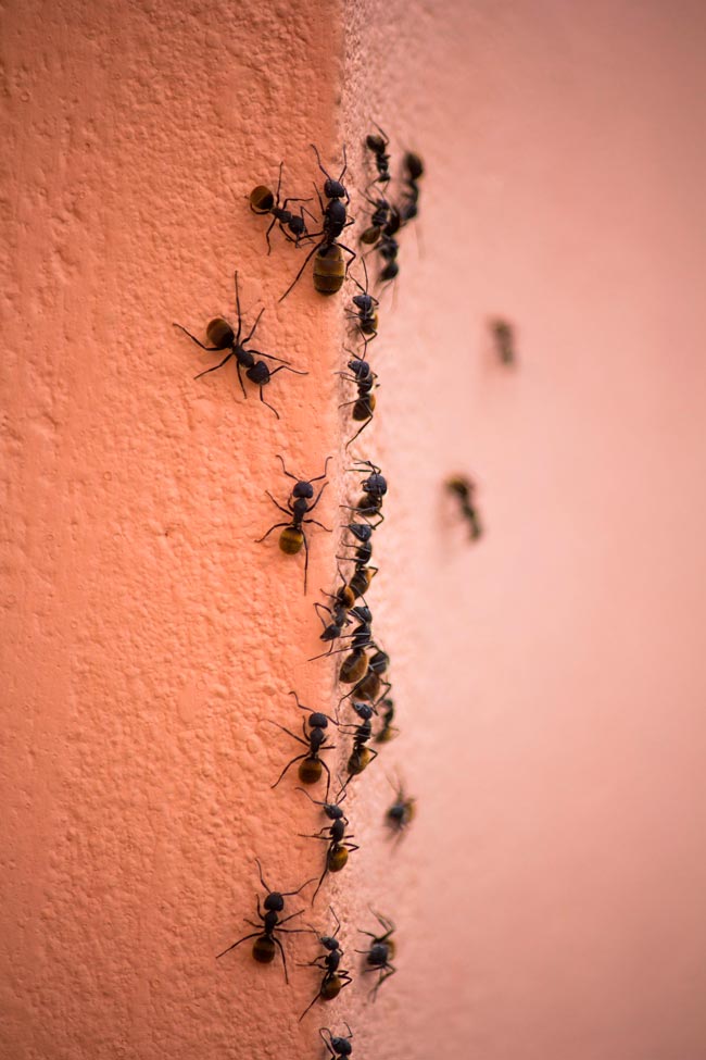 10 dicas para se livrar das formigas em casa