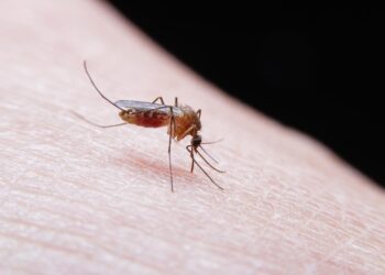 Porque é que os mosquitos picam algumas pessoas mais do que outras?