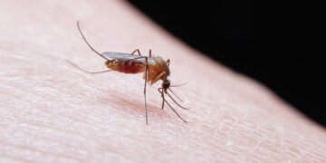 Porque é que os mosquitos picam algumas pessoas mais do que outras?