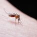 Porque é que os mosquitos picam algumas pessoas mais do que outras?