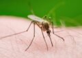 Como eliminar permanentemente os mosquitos em casa