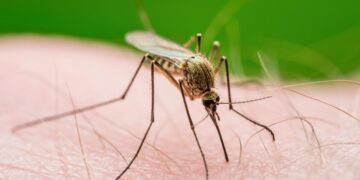 Como eliminar permanentemente os mosquitos em casa