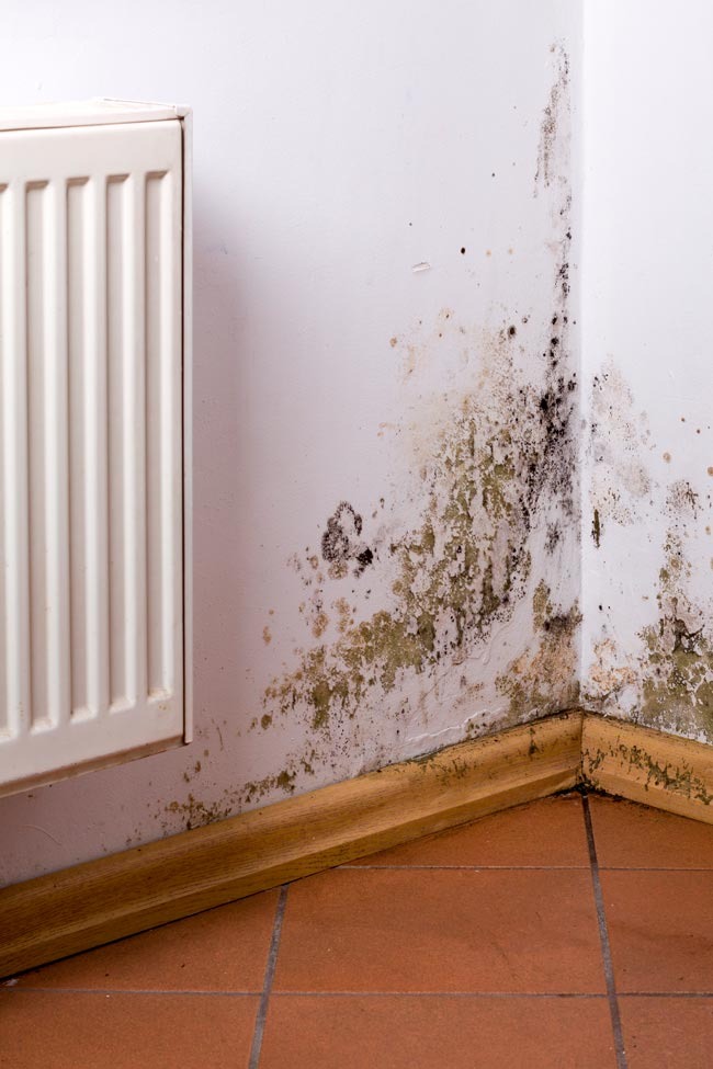 Como limpar o bolor nas paredes de casa