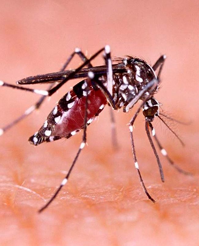 Mosquito da dengue coloca Lisboa e Faro em alerta
