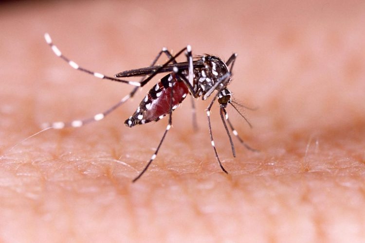 Mosquito da dengue coloca Lisboa e Faro em alerta
