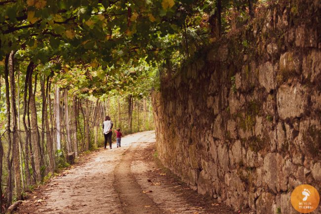 Cevide (osmeustrilhos.pt)