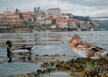 Como surgiu o nome Porto?