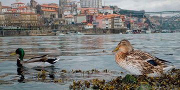 Como surgiu o nome Porto?