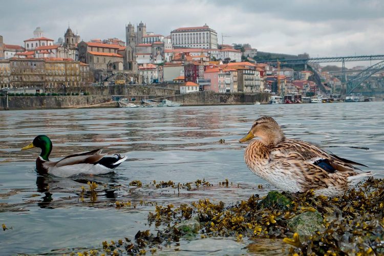 Como surgiu o nome Porto?