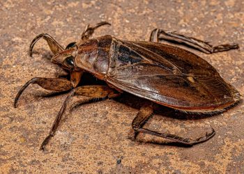 Alarme europeu para insetos gigantes com picadas dolorosas que podem chegar a Portugal