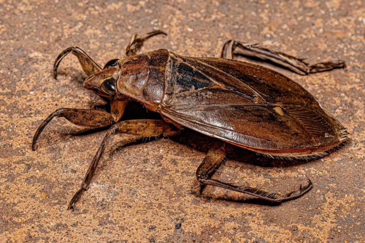 Alarme europeu para insetos gigantes com picadas dolorosas que podem chegar a Portugal