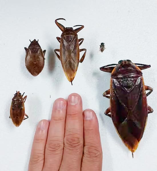 Alarme europeu para insetos gigantes com picadas dolorosas que podem chegar a Portugal