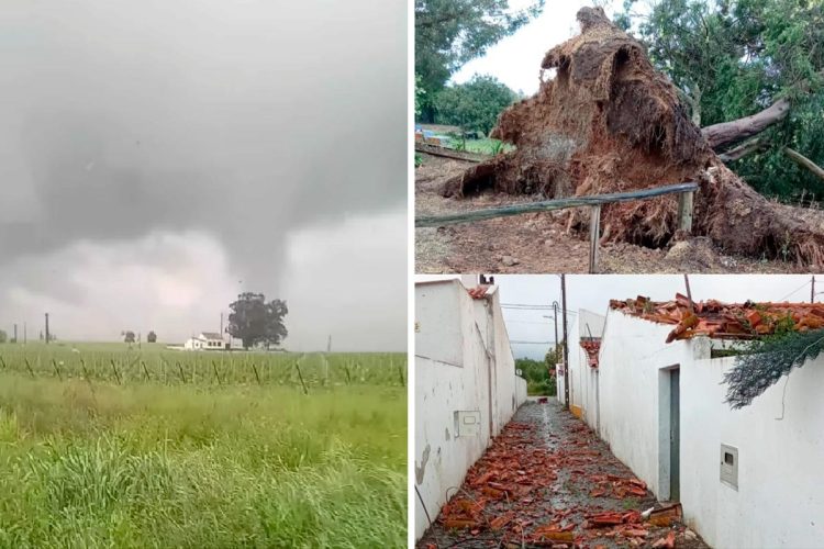 Ventos impiedosos varrem o Alentejo: casas danificadas, árvores arrancadas e medo nos olhos das populações Ventos impiedosos varrem o Alentejo: casas danificadas, árvores arrancadas e medo nos olhos das populações