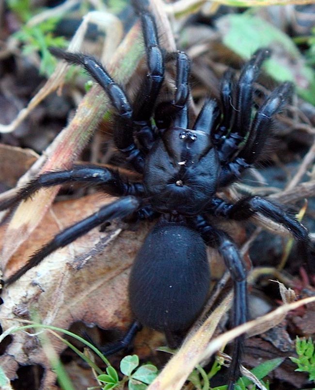 Tarântula gigante - uma ameaça silenciosa vinda da Andaluzia pode chegar a Portugal