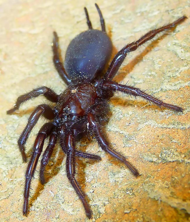 Tarântula gigante - uma ameaça silenciosa vinda da Andaluzia pode chegar a Portugal